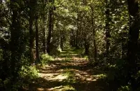 Лясная дарога на Палессі / З архіва Еўрарадыё