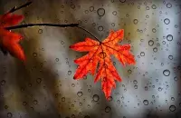 Осенний дождь / pixabay.com