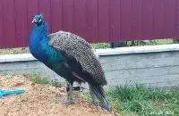 У Вілейцы лавілі паўліна / kraj.by
