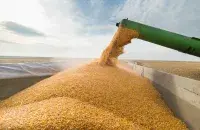 Экспарт зерня з Украіны