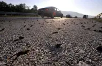 Frogs crossing a road. Photo:&nbsp;animalworld.com.ua