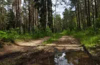 Лясы ў Беларусі