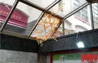 Дрэўца вырасла ў падземным пераходзе ў раёне станцыі метро Якуба Коласа