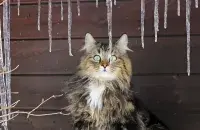 Зіма застаецца

