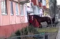 Мужчина заводит в подъезд коня
