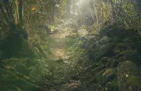 Лес
