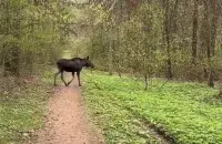Скриншот из видео
