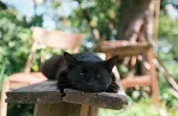 Лето в деревне
