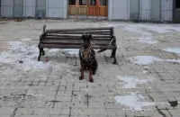 Доберман Магнус на архивном снимке из Бахмута
