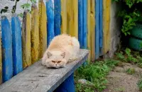 Спёка адступае, але ўжо вядома, калі яна вернецца
