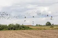 Буслы каля Церахоўкі
