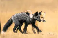 Рыжий самец-лисенок нежно перекидывает хвост через серебристую самку
