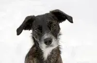 Выпадкі жорсткага абыходжання з жывёламі фіксуюцца рэгулярна (ілюстрацыйнае фота)
