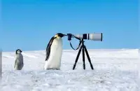 Пингвин смотрит в фотоаппарат