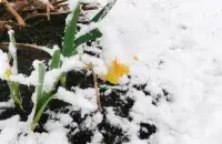 Снег у красавіку
