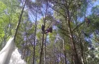 Парашутыстка павісла на дрэве
