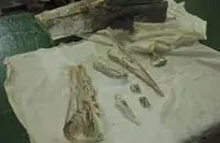 Мамантавы бівень
