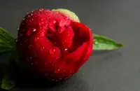 Півоня, ілюстрацыйнае фота
