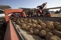Польский картофель
