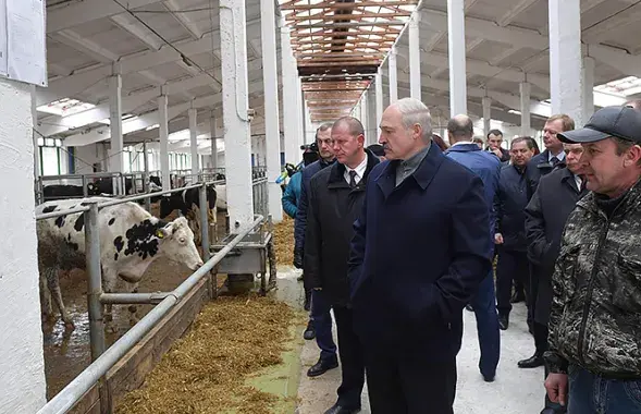 Лукашенко во время посещения хозяйства &quot;Купаловское&quot; / president.gov.by​