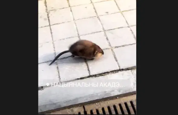 Скриншот из&nbsp;видео Марии Василевич.