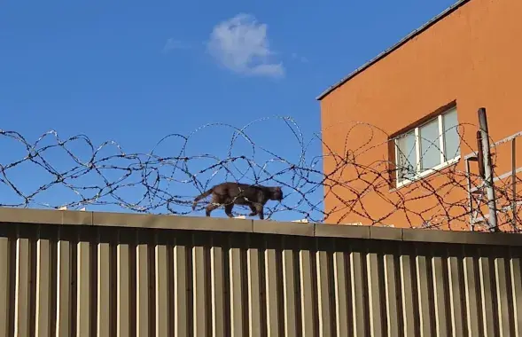 В Ватикане совсем нет заключенных / Еврорадио
