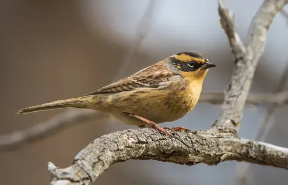 Сибирская завирушка / facebook.com/APB.BirdLife.Belarus/