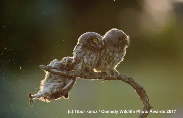 Фото Тибора Керца, comedywildlifephoto.com​