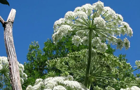 Фото: ryazagro.ru