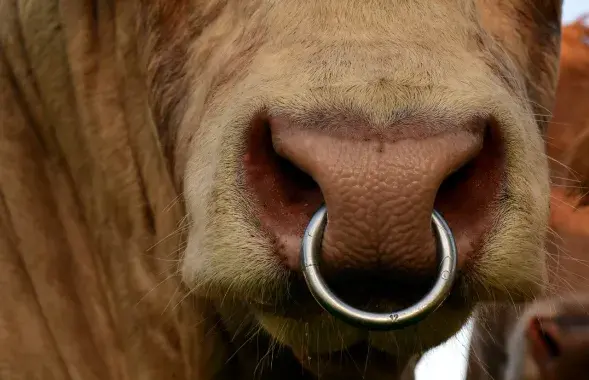 Фото: pixabay.com