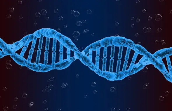 Модель ДНК / pixabay.com
