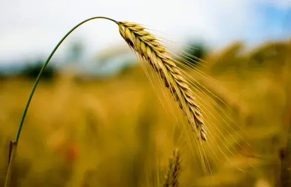 Война в Украине грозит мировым продовольственным кризисом / pixabay.com​