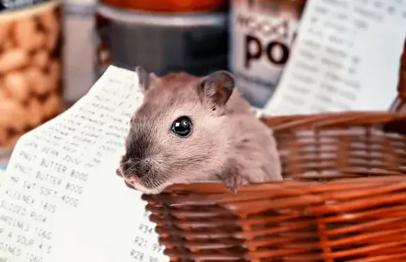 Человек может заразиться от грызунов / pixabay.com