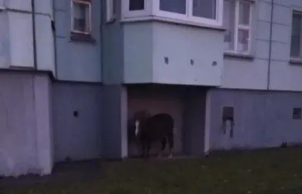 Поні пад балконам у Сухарава / Instagram
