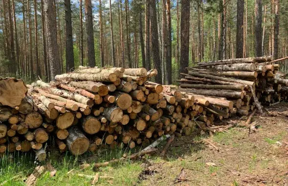 В прошлом году лес в Беларуси рубили рекордными темпами / Из архива Еврорадио