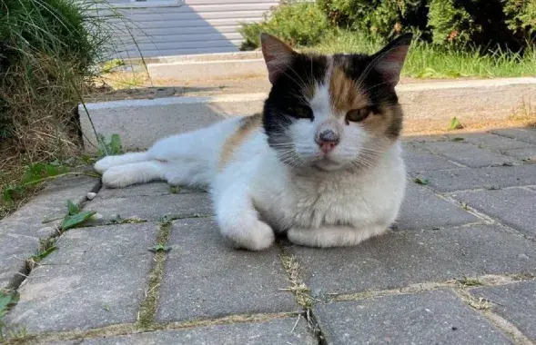 Пацярпелая котка Дзіна / mlyn.by
