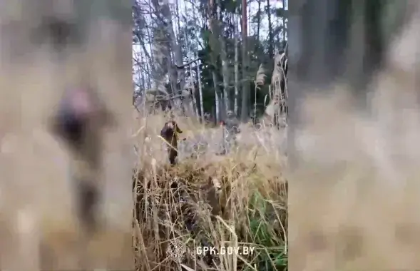 Інцыдэнт на мяжы Беларусі і Польшчы / скрыншот відэа t.me/gpkgovby​