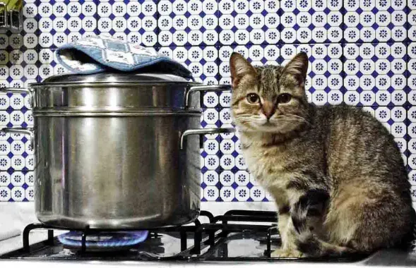 Кот на пліце / партал "Кот,&nbsp;пёс и я"