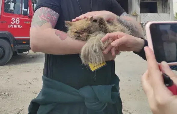Спасённый кот / facebook.com/MNS.GOV.UA