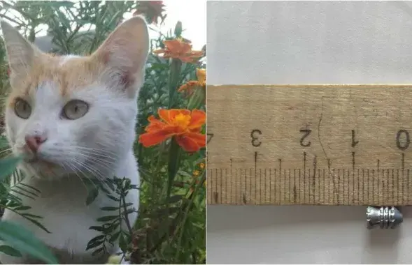 Кот і куля, якая прайшла амаль наскрозь...