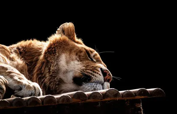 В поисках "львицы" участвовали 120 полицейских и экспертов, использовали дроны, вертолеты и тепловизионные камеры / pixabay
