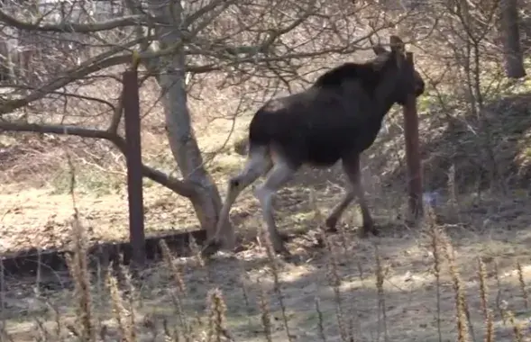 Кадр из видео​