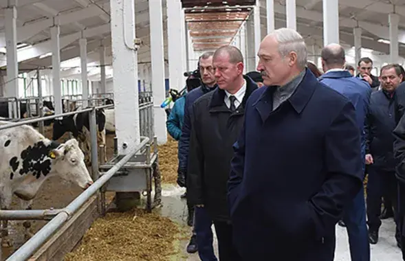 Аляксандр Лукашэнка на ферме / president.gov.by