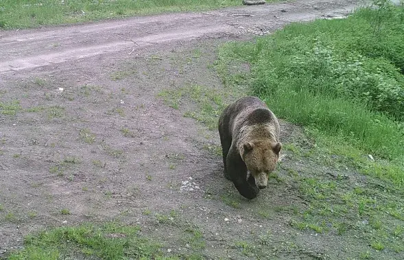 Фото сделано фотоловушкой Суражского лесхоза​