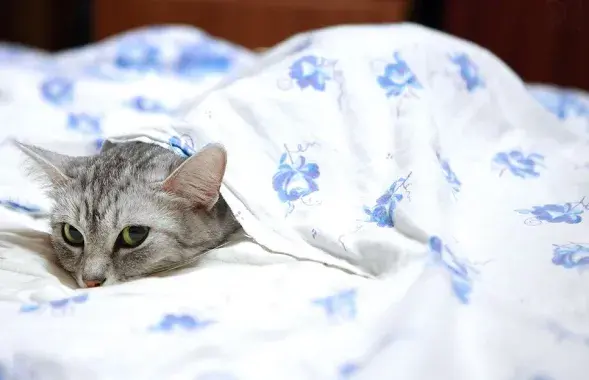 Фото: vesti-ukr.com