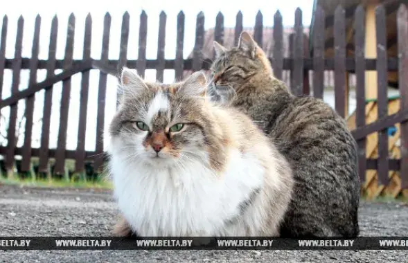 Фото: БЕЛТА