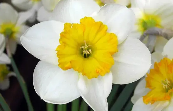 Фото: vashsad.ua