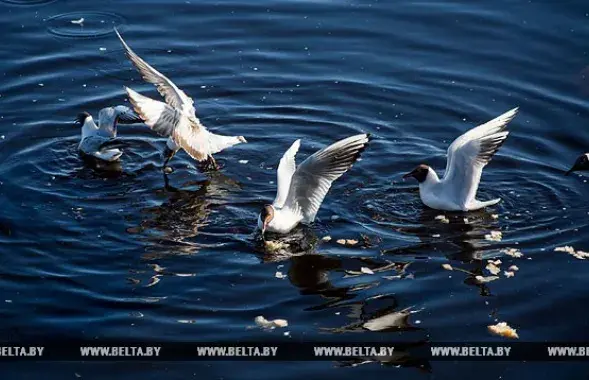 Фото: БЕЛТА