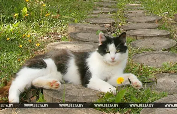 Фото: БЕЛТА