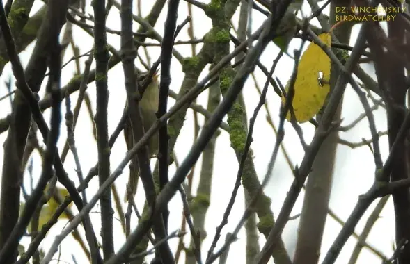 Бурая пеночка / Фото Дмитрия Винчевского, birdwatch.by​